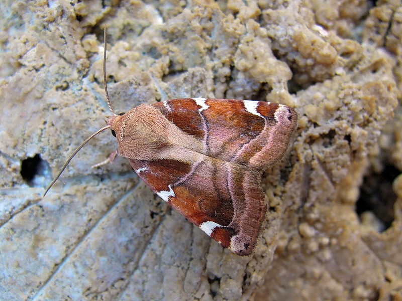 Cosmia diffinis (Noctuidae)